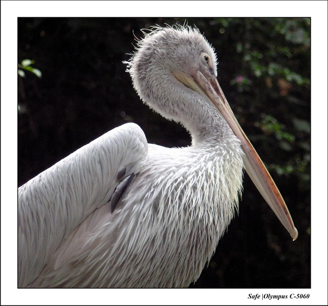 2005 - 06 - Zoo 104.JPG